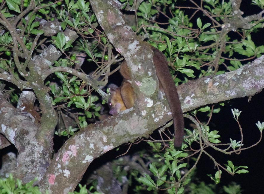 Bassaricyon lasius?, Costa Rica